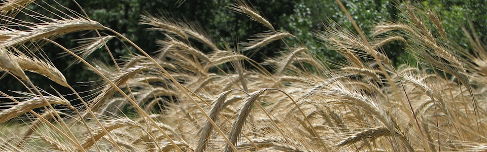 1 – Slider – Wheat